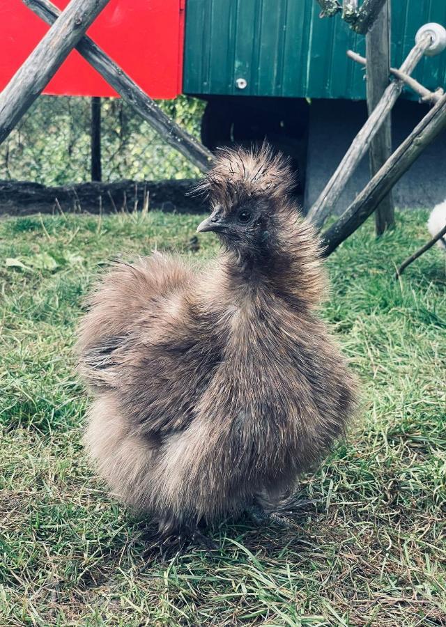 Ferienwohnung Seidenhuhn Kiefersfelden Buitenkant foto