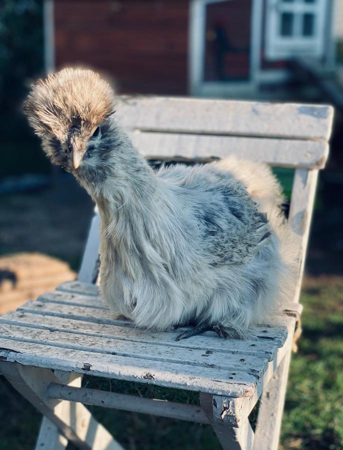 Ferienwohnung Seidenhuhn Kiefersfelden Buitenkant foto