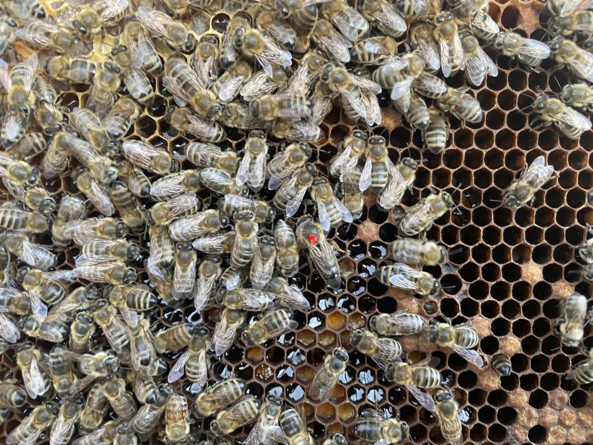 Ferienwohnung Seidenhuhn Kiefersfelden Buitenkant foto
