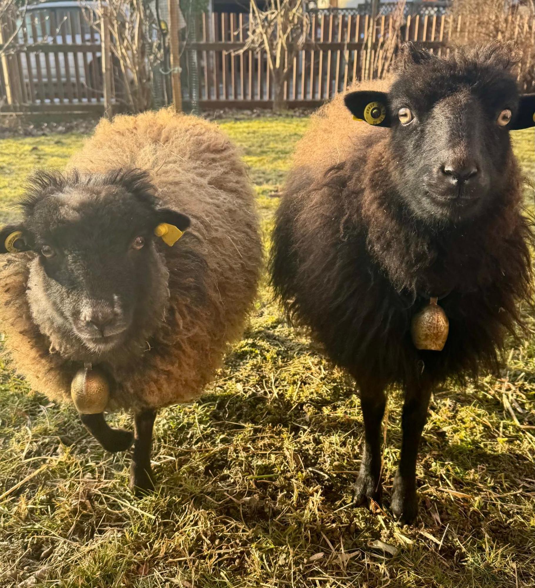 Ferienwohnung Seidenhuhn Kiefersfelden Buitenkant foto